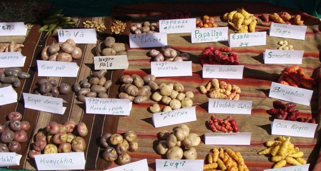 Comida sana de los Andes