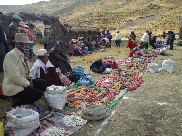 Diversidad de cultivos y variedades en la primera feria agropecuaria