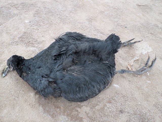 am lago poopó 18122014 26