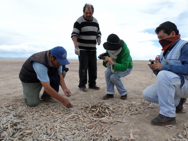 Millones de peces mueren en el último reservorio del lago Poopó