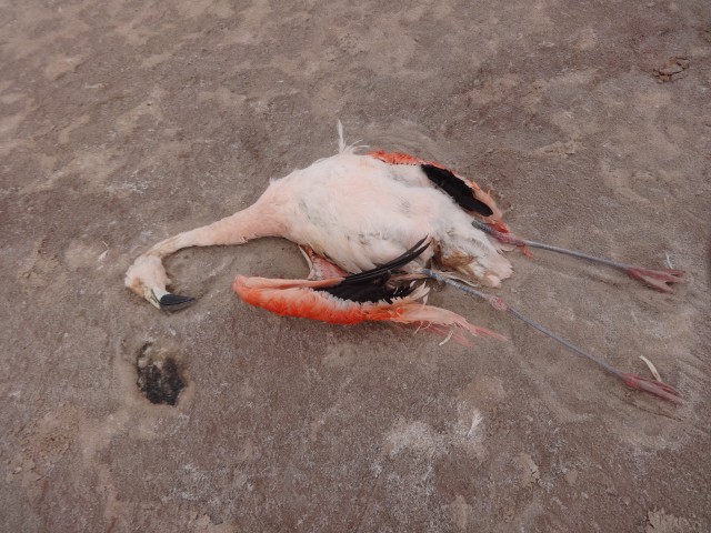 am flamenco lago poopó 18122014