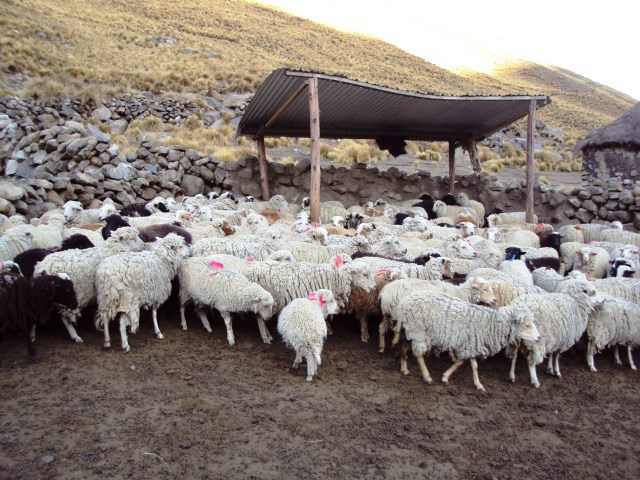 Corrales mejorados para la crianza de ovejas en la zona andina