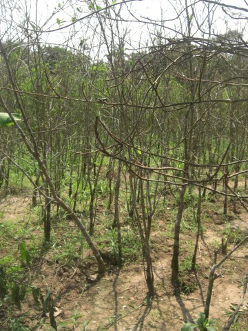 Una plaga arrasa con cultivos de coca en el Trópico de Cochabamba