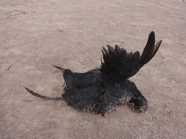 am gallinacea lago Poopó 08122014