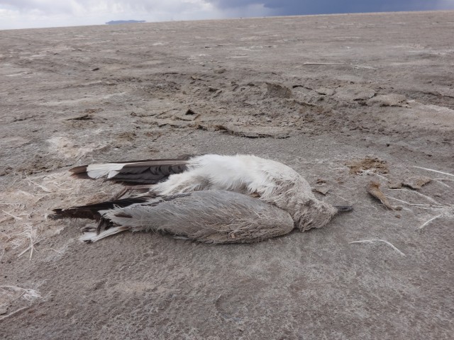 am ave lago Poopó 18122014