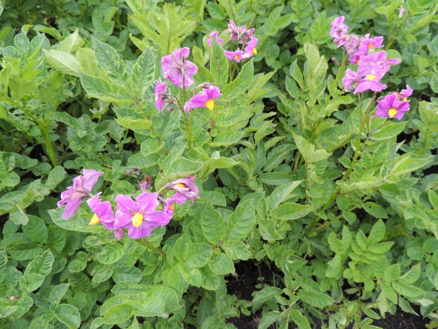 Biodiversidad y saberes ancestrales frente al cambio climático