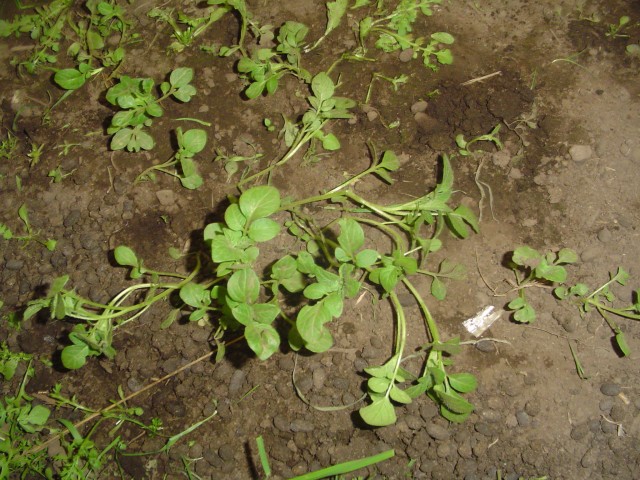 syso semilla fotoreportaje 12