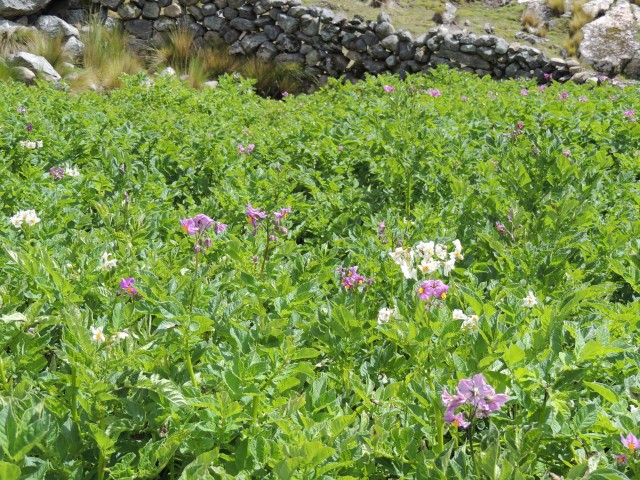 syso semilla fotoreportaje 17