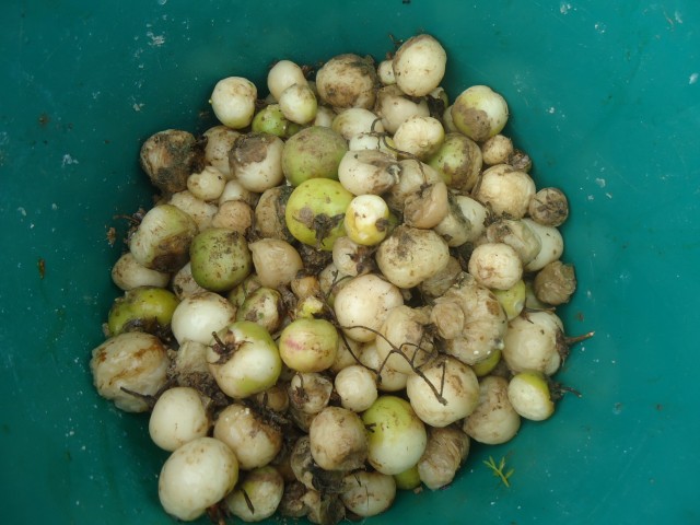 syso semilla fotoreportaje 3