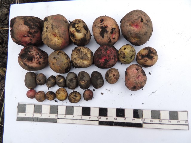 syso semilla fotoreportaje 13