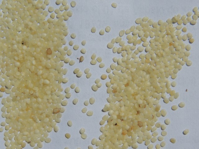 syso semilla fotoreportaje 9