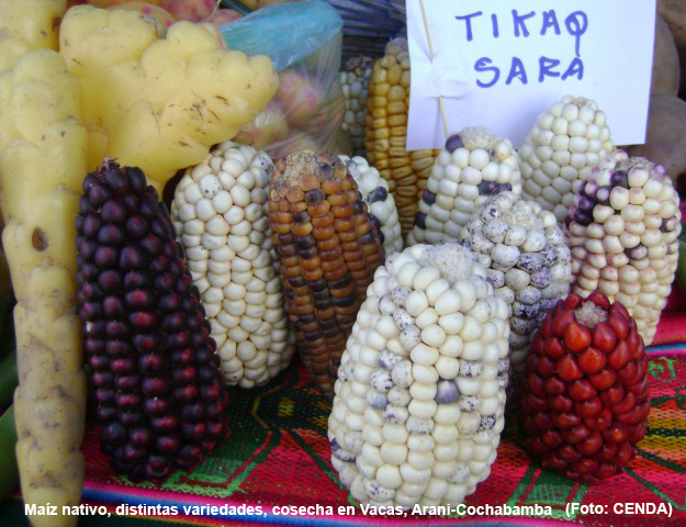 Variedad de maiz Vacas