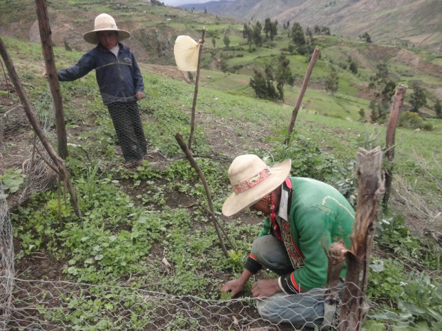 4Horticultura Tapacari siembra