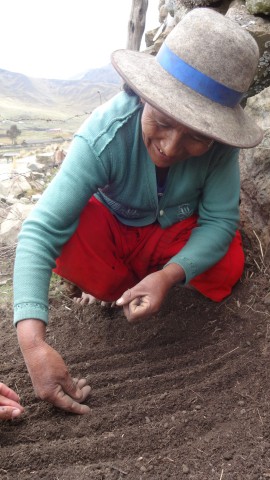 Horticultura: Comunidades de altura producen hortalizas
