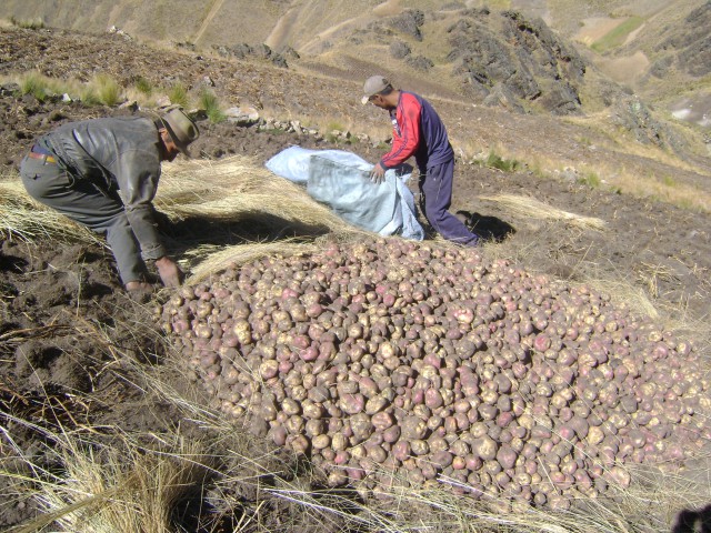 Cosecha de papa Ayopaya