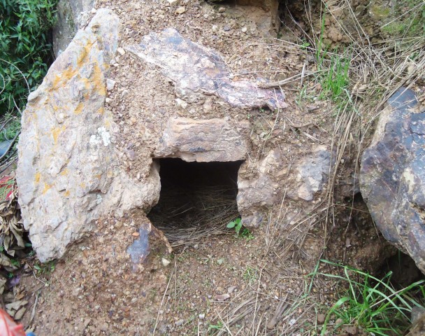 6 SySA putukitu DSC00304