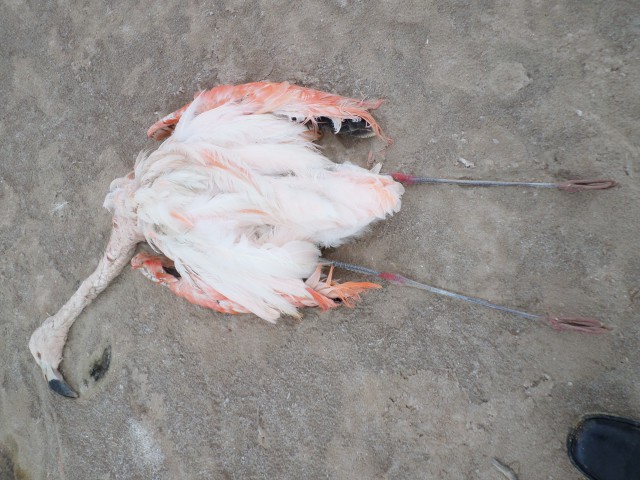 Rehabilitar el lago Poopó: UNA TAREA TITÁNICA