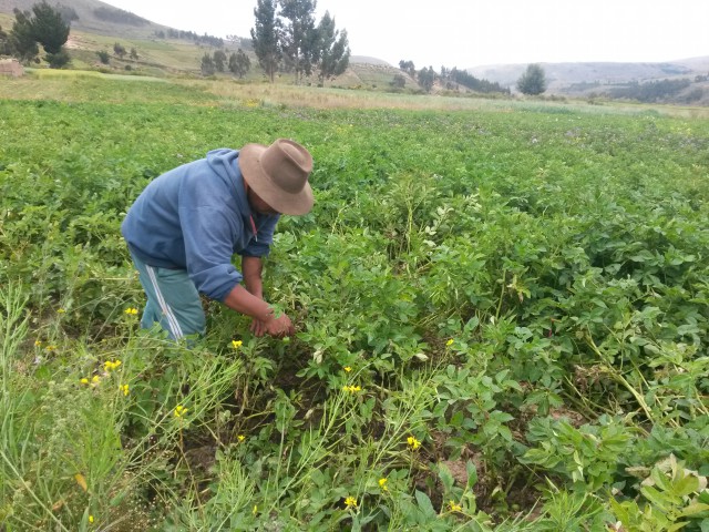 Nuestros Conocimientos: TIEMPO DE COSECHAR EL MAK´UNKU DE LA PAPA