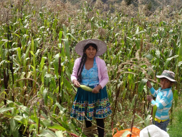 12 Cosechando choclo