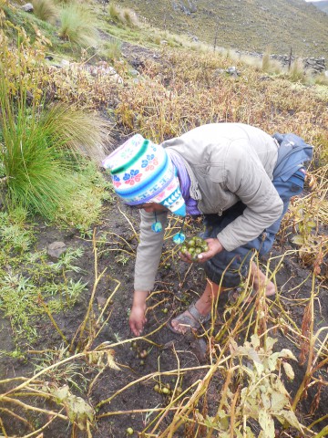 Para seguridad y soberanía alimentaria: Producción de papa con semilla botánica (mak´unku)