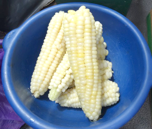 13 Choclo cocido bien