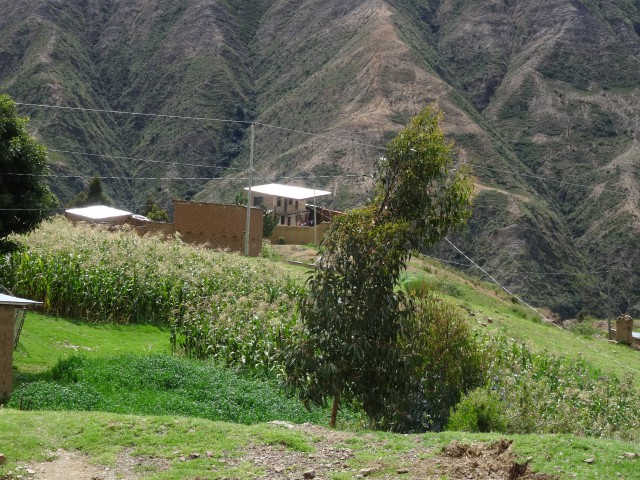 9 Cultivo maiz casita