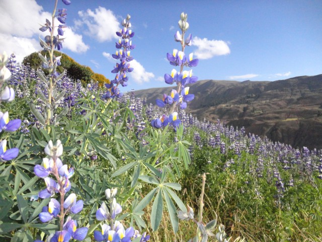 El TARWI: nutritivo y medicinal