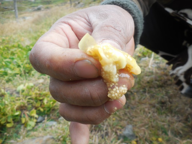 2 sacando semilla de makunku baya