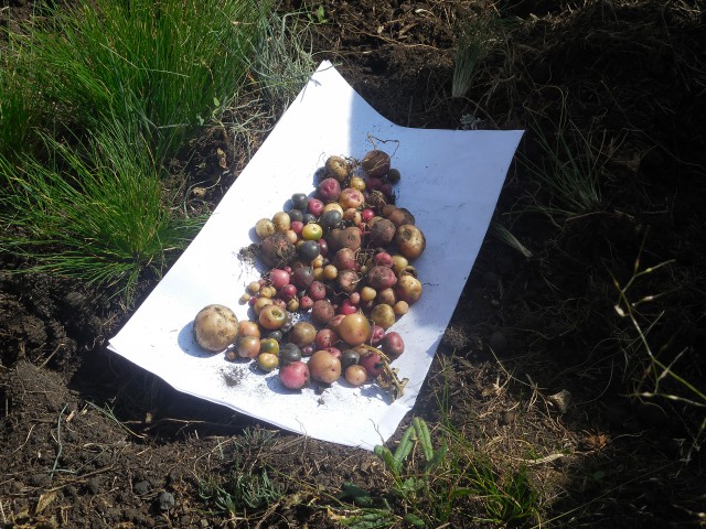 NO A LA DEPENDENCIA DE SEMILLAS Los agricultores podemos producir semilla de calidad