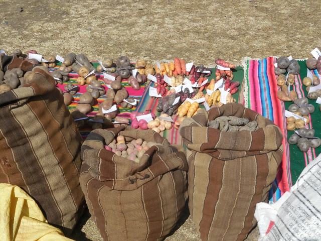 Papas en costalas exponen