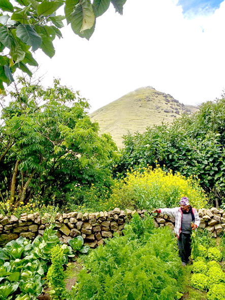Hortilizas muestra cumpa