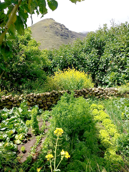 Hortalizas Condor Huta