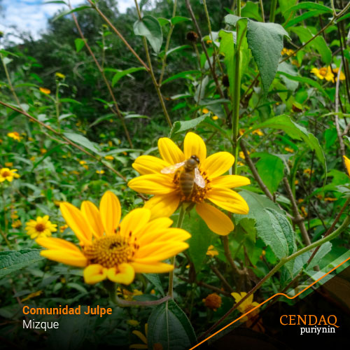 Si las abejas desaparecen, la humanidad solo viviría 4 años más.