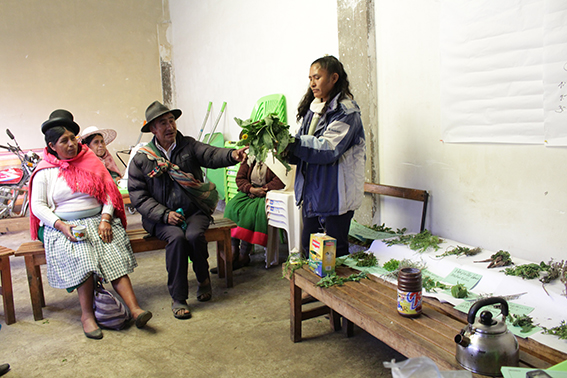 Comunarios y Comunarias de Chillavi recuperan conocimientos para el uso de plantas medicinales