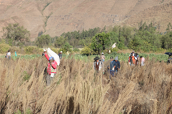 Semillas pocona recogen