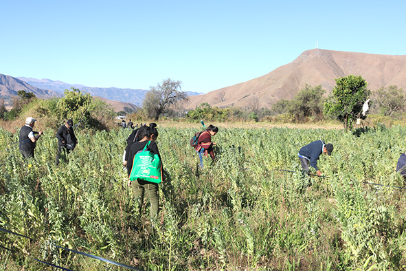 semillas pocona recogen habas