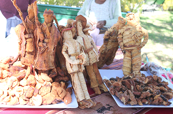 semillas pocona muñecos kisas