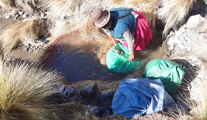 Chuño tunta maxima sacando