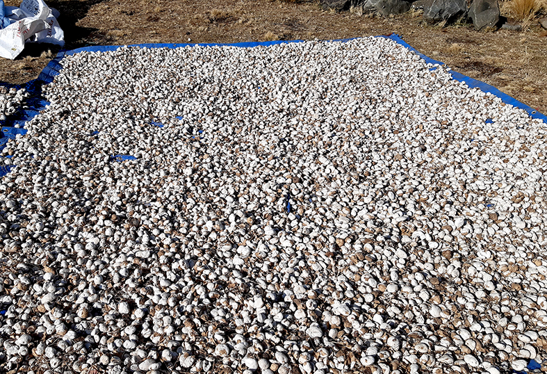 Chuño tunta secando