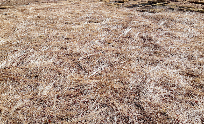 Chuño tunta Paja tendida