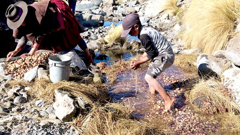 Elaboración de la Tunta en la zona andina