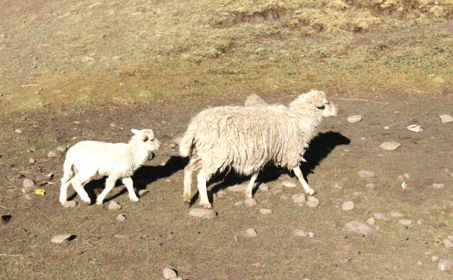 CHILLAVI: La leche de oveja para hacer queso y requesón