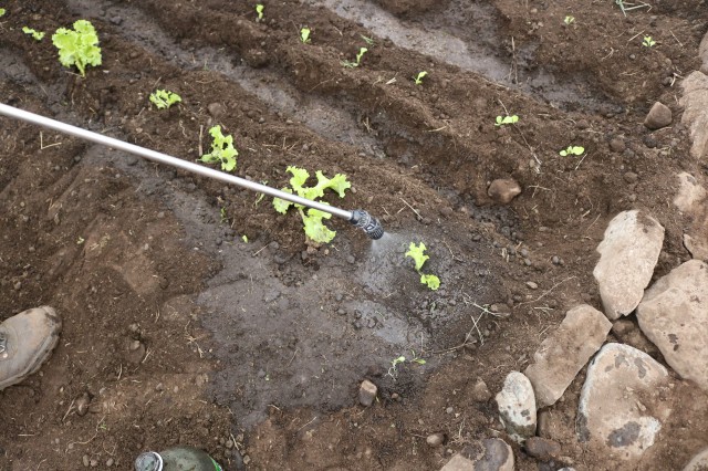 13 biol plantita fumigado