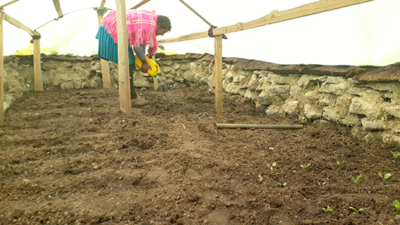 8 Calatacata huerto mujer regando huerto