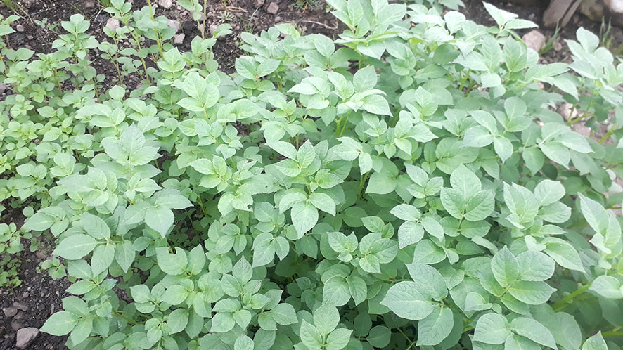 Epifanio Makunku crece 2 meses