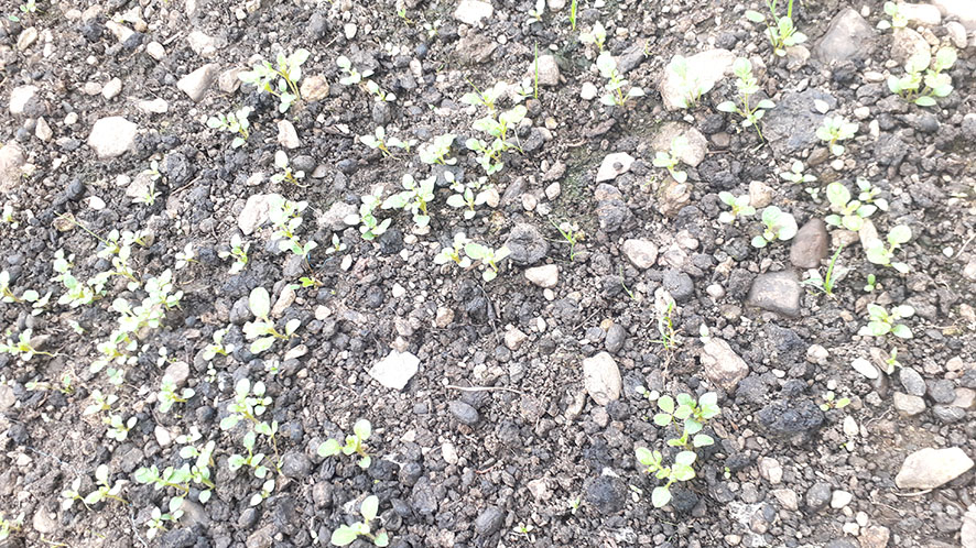 Epifanio makunku 1 mes