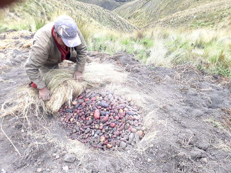 SEMILLAS: Epifanio Quispe y Eduarda Campos producen papa con semilla sexual