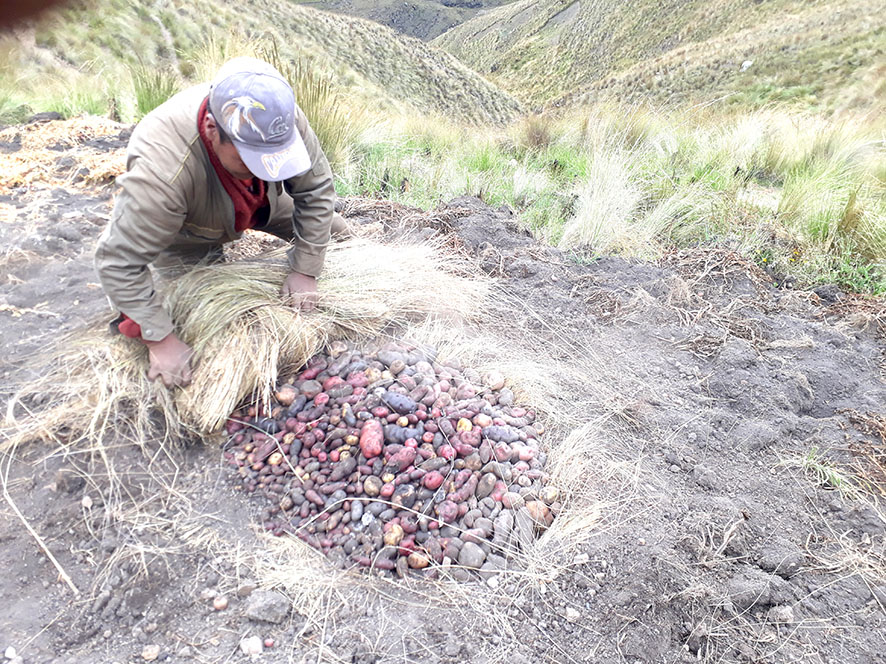 Epifanio makunku seleccion