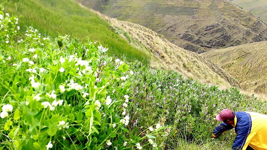 Tarwi arvejas cebadas habas Epifanio