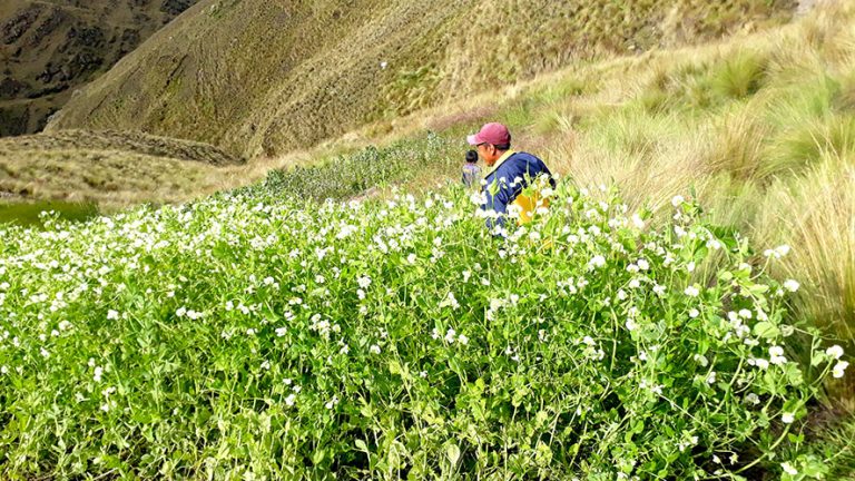 Incorporando leguminosas para mejorar la fertilidad de los suelos
